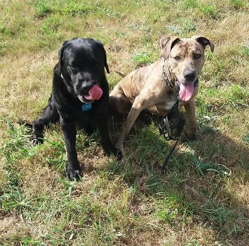 Casa Aida Pensionat *